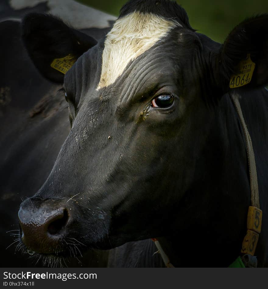 Cattle Like Mammal, Horn, Fauna, Cow Goat Family