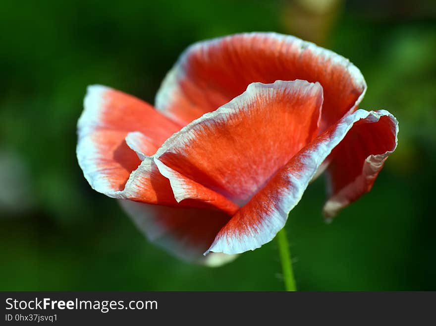 Flower, Red, Wildflower, Poppy