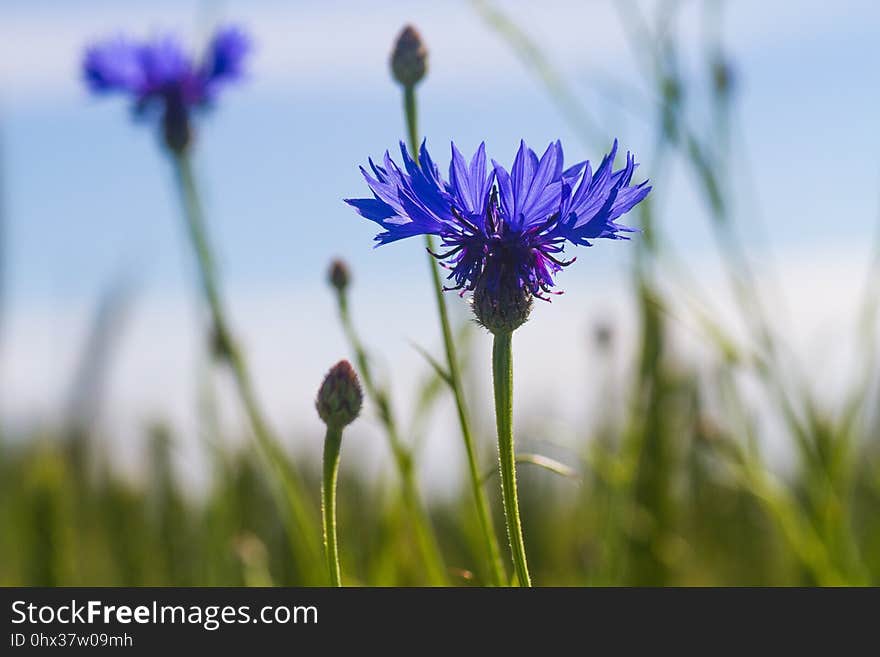 Flower, Flora, Purple, Wildflower