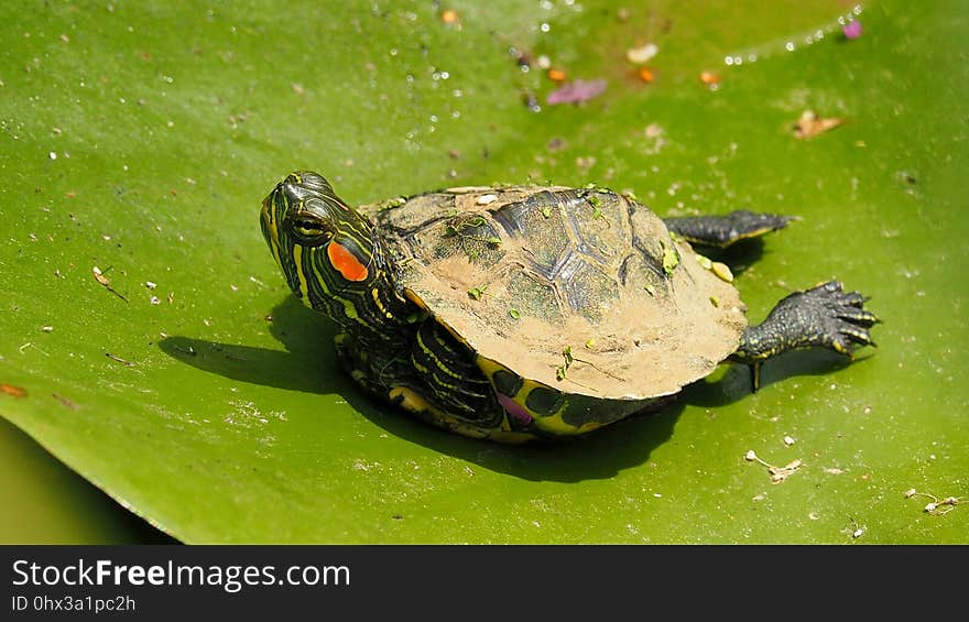 Turtle, Emydidae, Fauna, Reptile