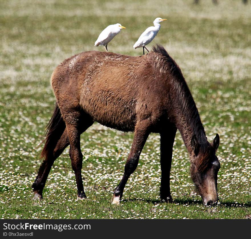 Pasture, Mare, Wildlife, Fauna