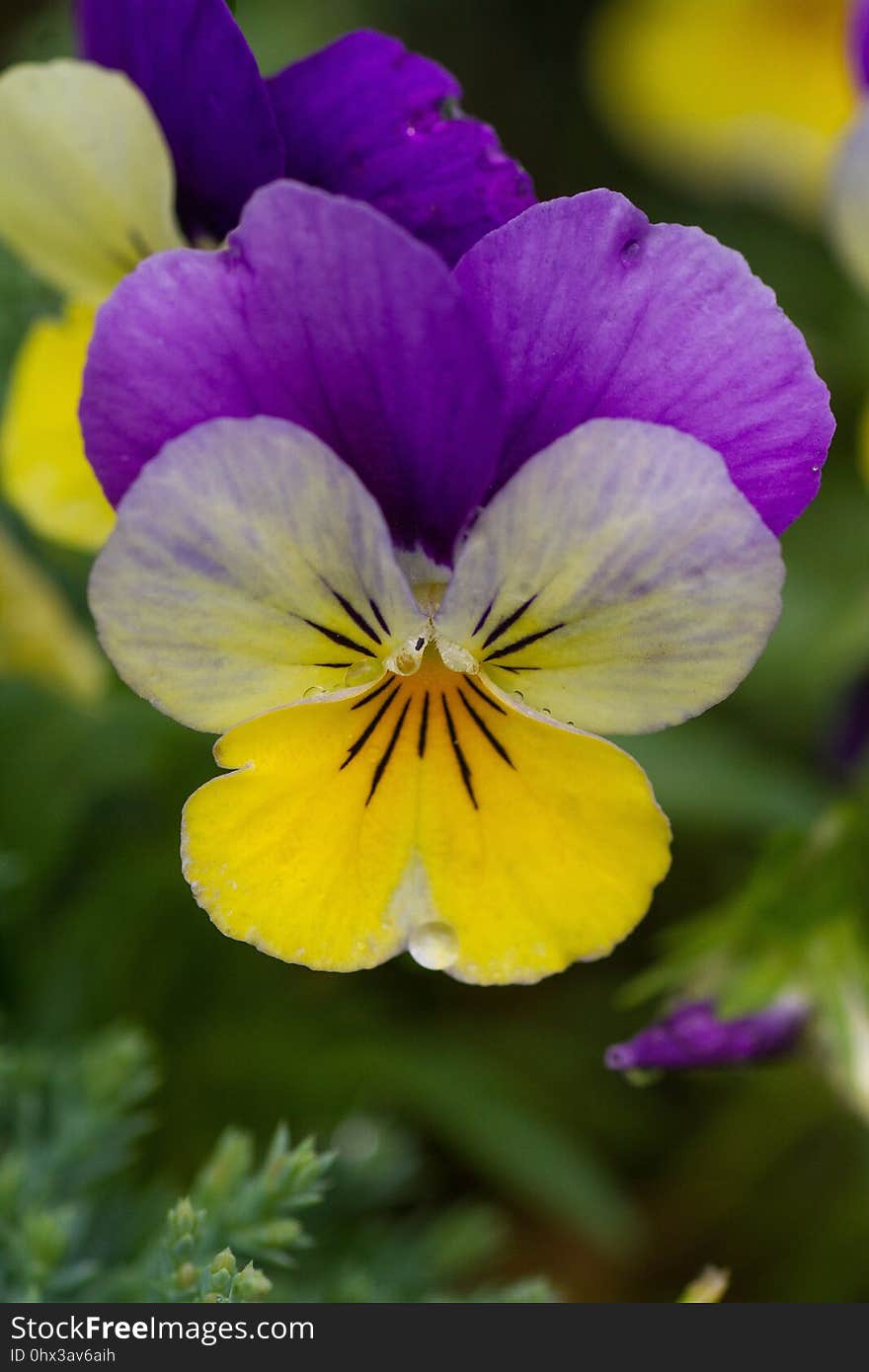 Flower, Flora, Yellow, Pansy