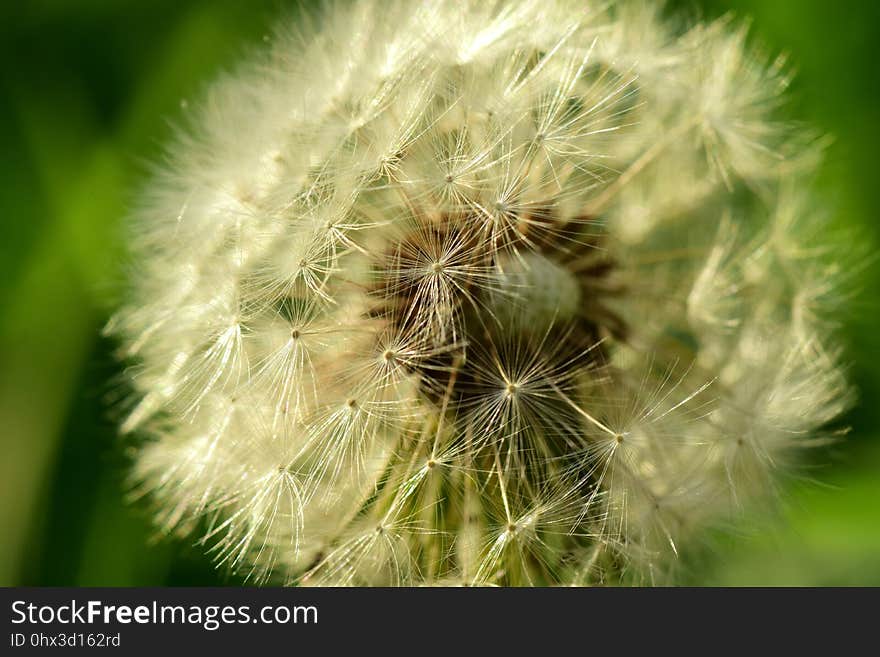 Flower, Dandelion, Vegetation, Close Up