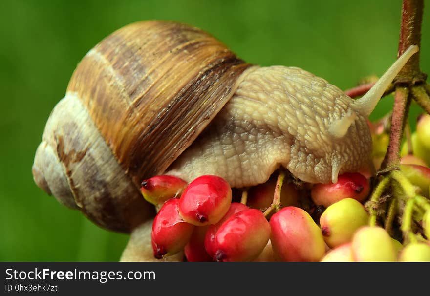 Snails And Slugs, Snail, Molluscs, Invertebrate