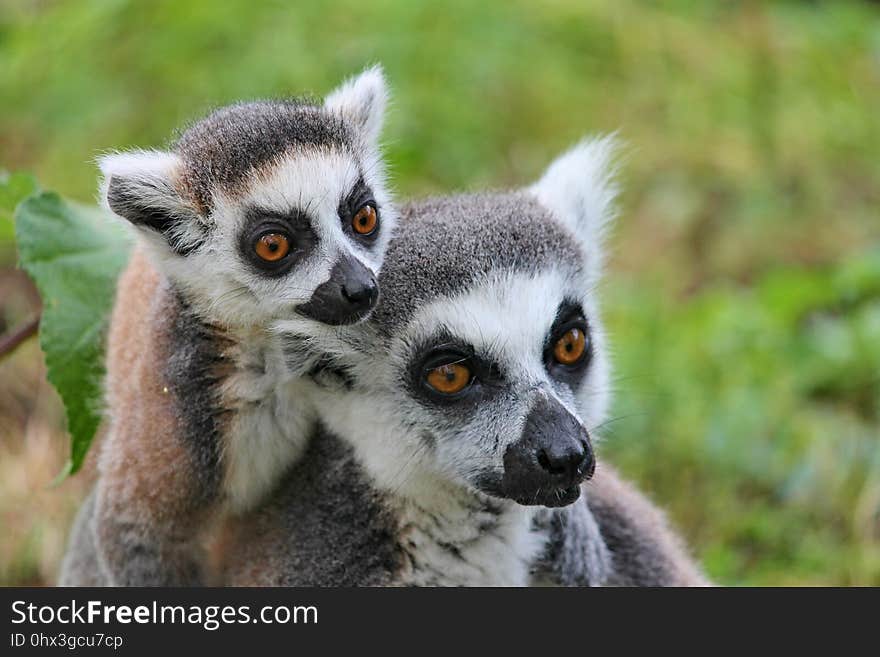 Fauna, Lemur, Terrestrial Animal, Wildlife