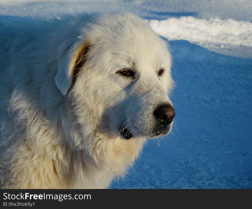 Dog, Dog Like Mammal, Dog Breed, Great Pyrenees