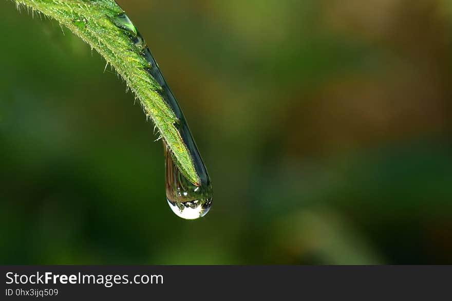 Water, Dew, Drop, Moisture