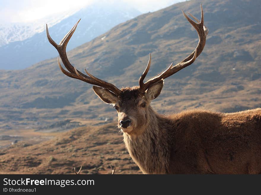 Wildlife, Deer, Fauna, Wilderness