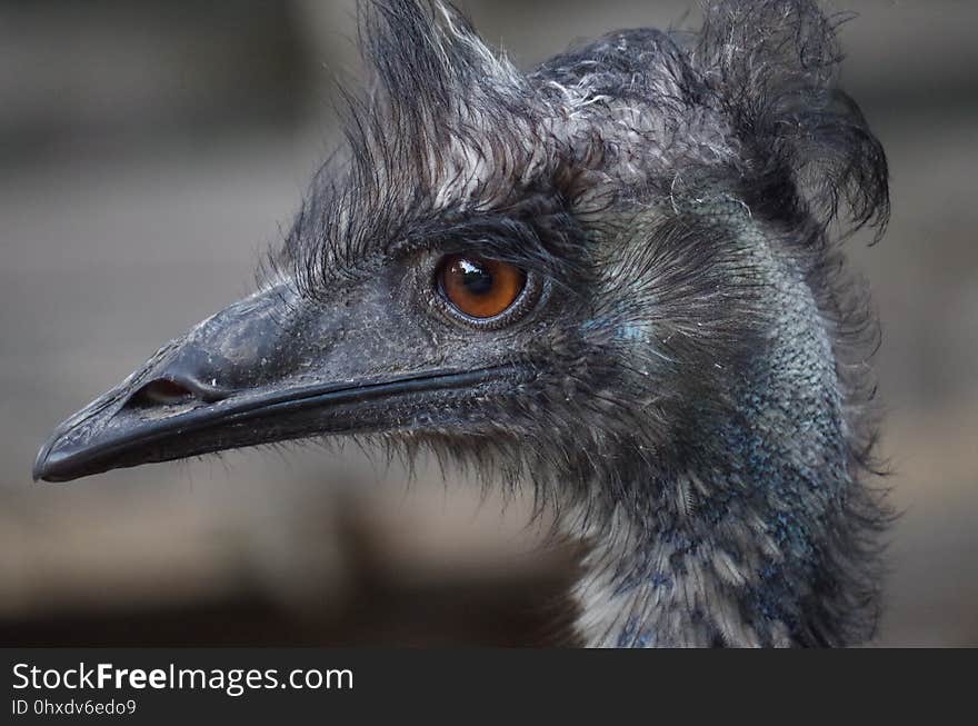 Emu, Bird, Beak, Ratite