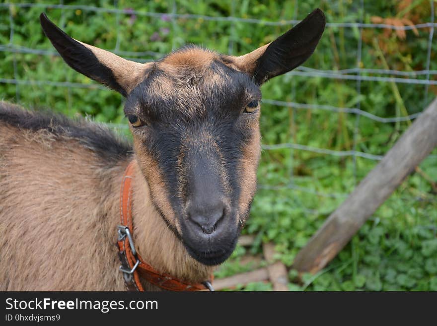 Goats, Goat, Goat Antelope, Cow Goat Family