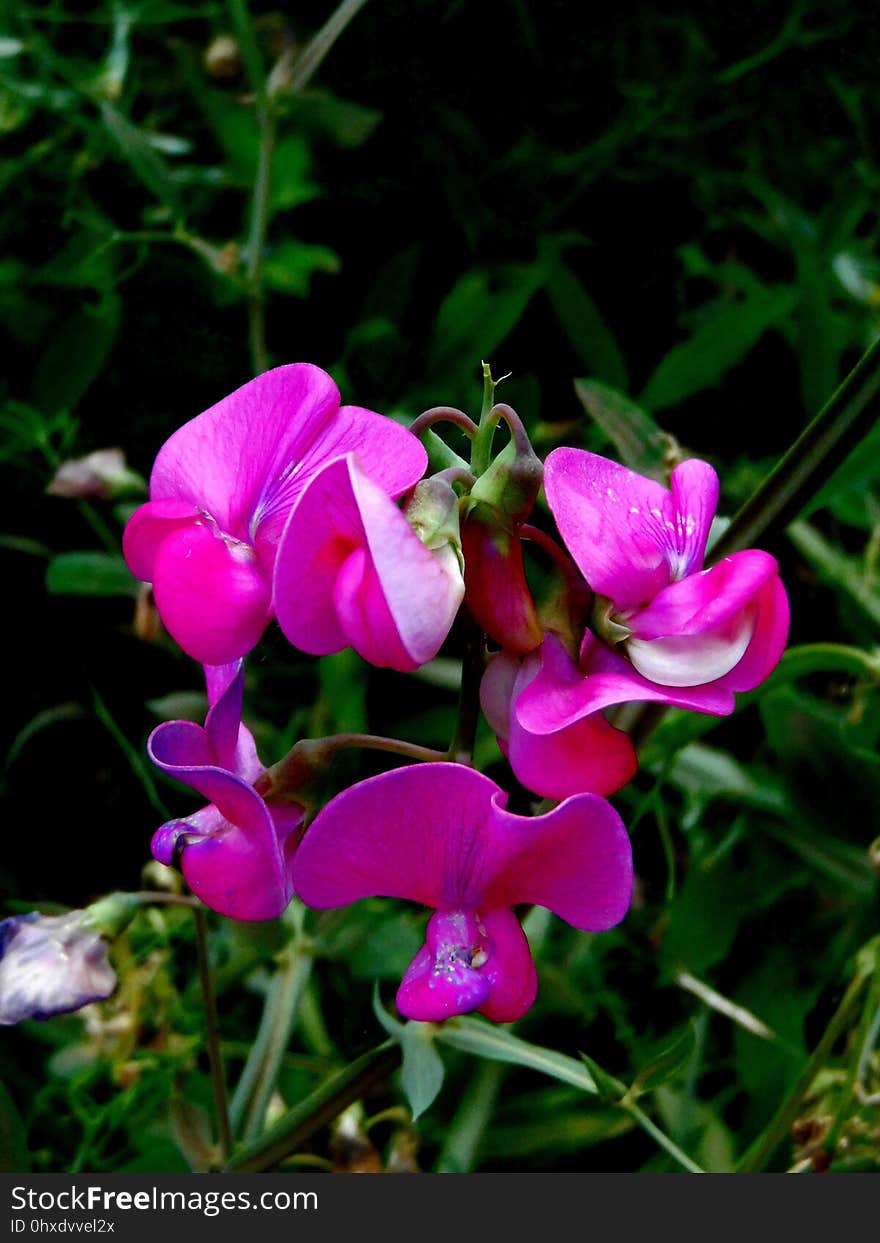 Flora, Plant, Flower, Pink