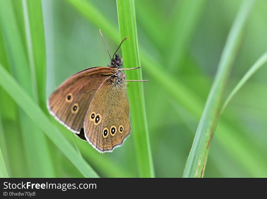 Butterfly, Insect, Moths And Butterflies, Brush Footed Butterfly