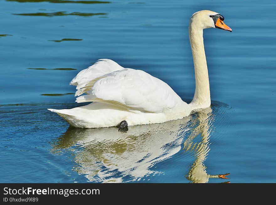 Swan, Bird, Water Bird, Water