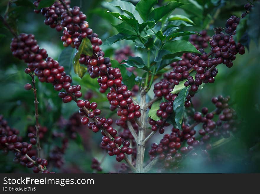 Berry, Fruit, Plant, Phytolaccaceae