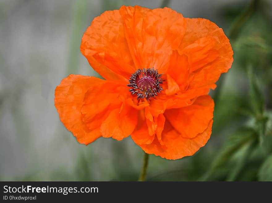 Flower, Wildflower, Poppy, Flora