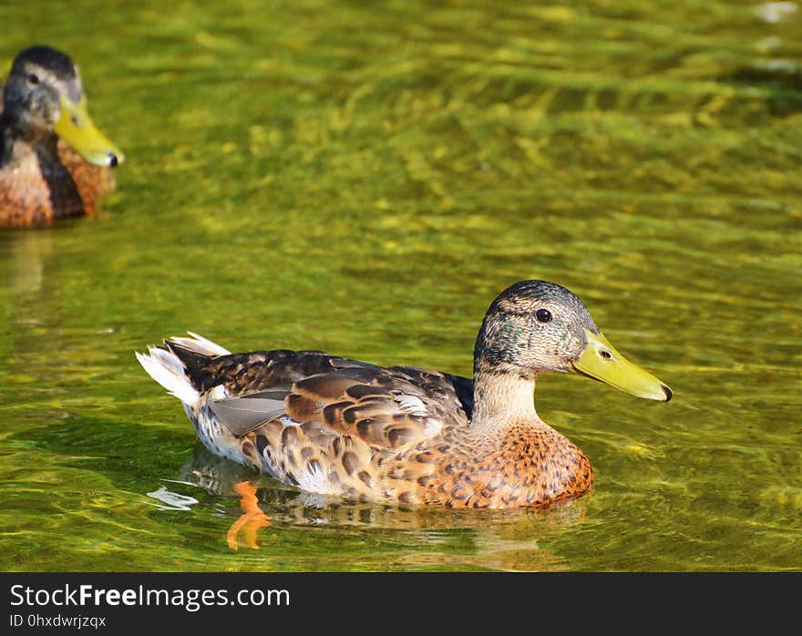 Duck, Bird, Mallard, Water Bird