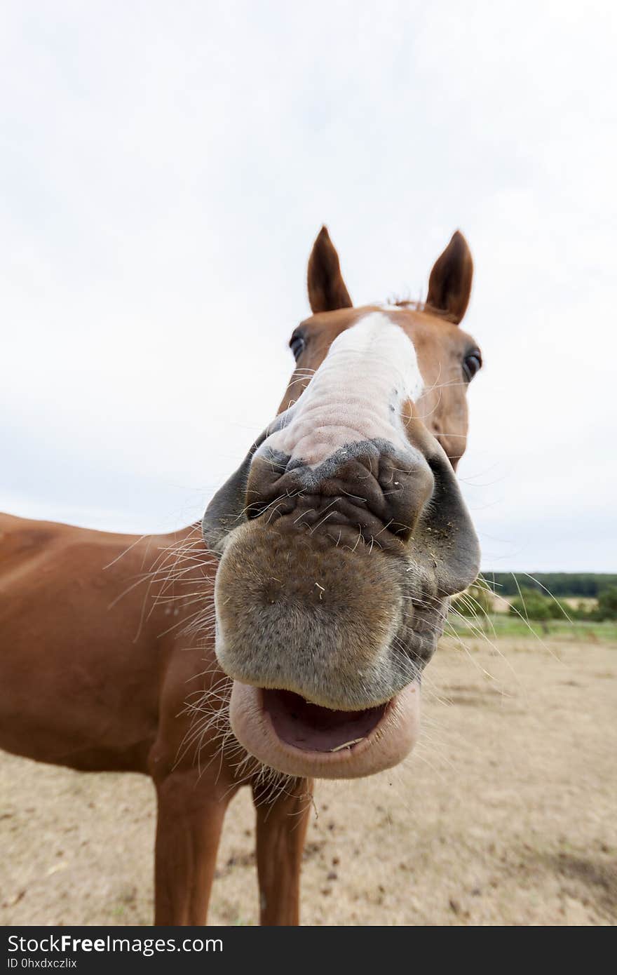 Horse, Bridle, Mane, Halter