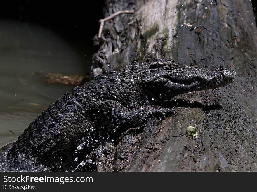 暹罗鳄 Siamese crocodile &#x28;Crocodylus siamensis&#x29;，暹罗鳄全球野生种群数量不到1,000只成熟个体，1996年被国际自 然保护联盟&#x28;IUCN&#x29;列为极危。