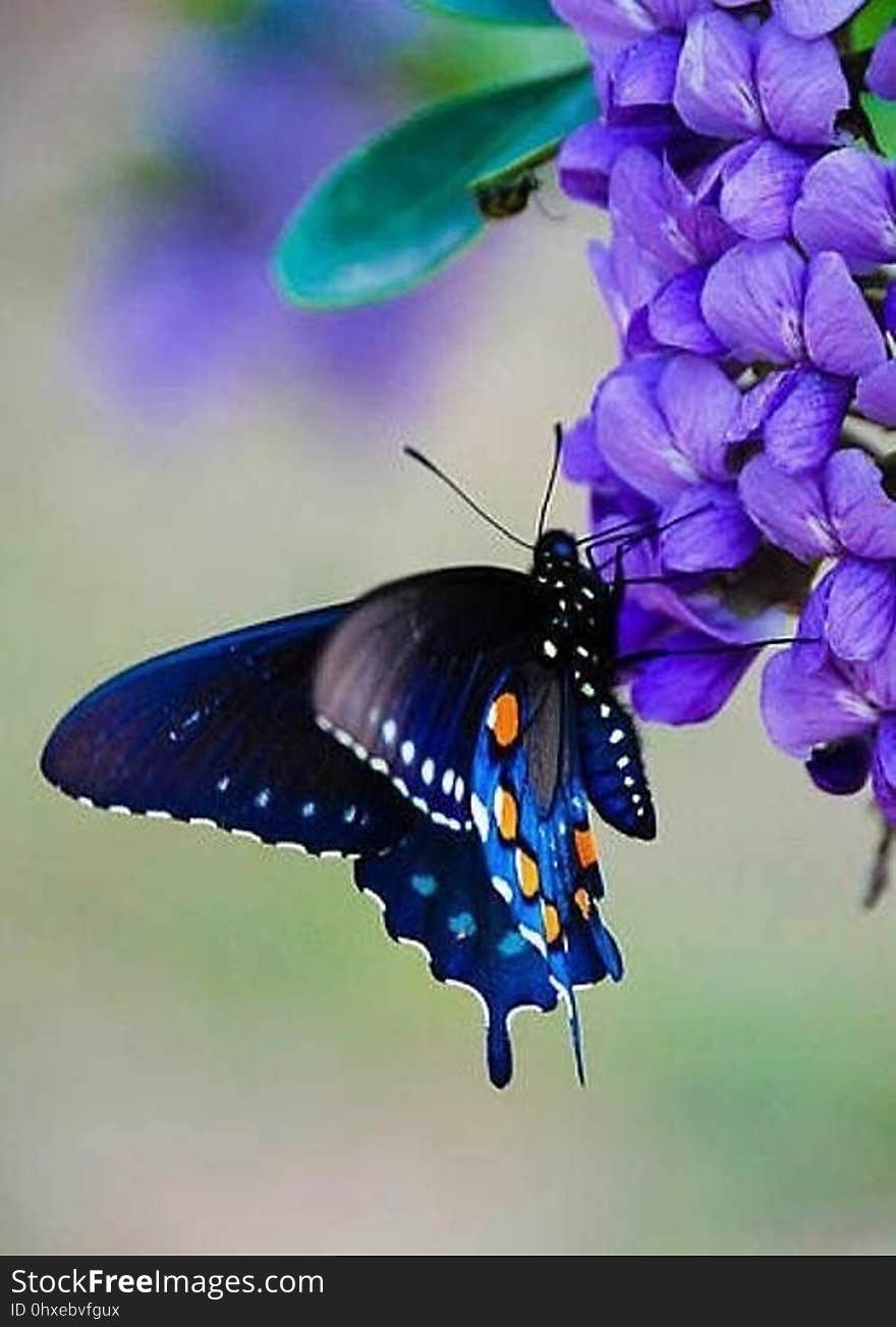 A close up of a colorful butterfly on a violet flower. A close up of a colorful butterfly on a violet flower.