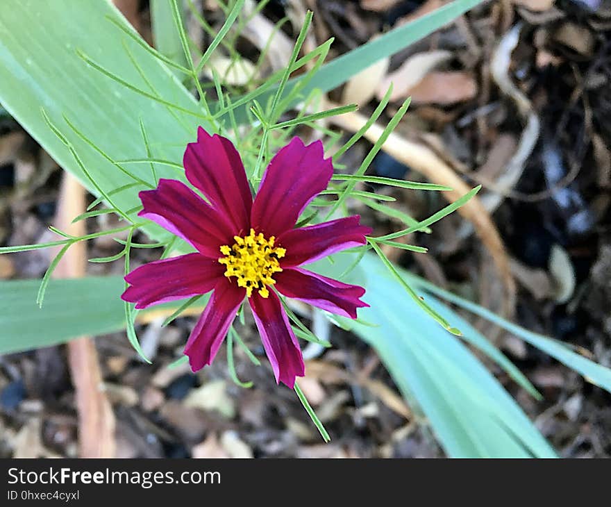 The One Cosmo Flower All Year Comes in October?