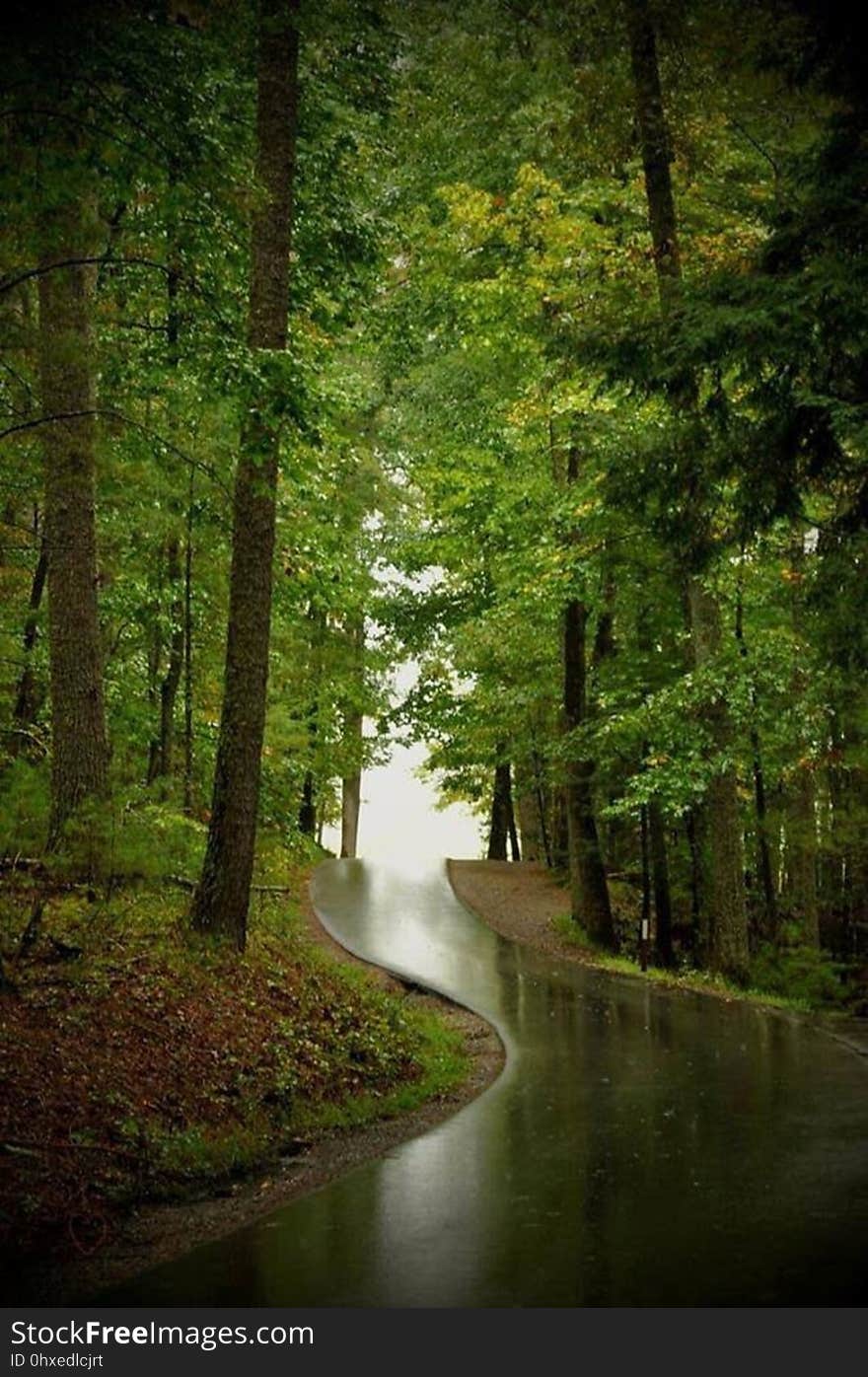 A road running through a forest on a rainy day. A road running through a forest on a rainy day.