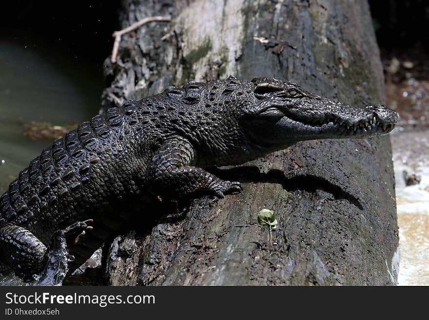 暹罗鳄 Siamese crocodile &#x28;Crocodylus siamensis&#x29;，暹罗鳄全球野生种群数量不到1,000只成熟个体，1996年被国际自 然保护联盟&#x28;IUCN&#x29;列为极危。