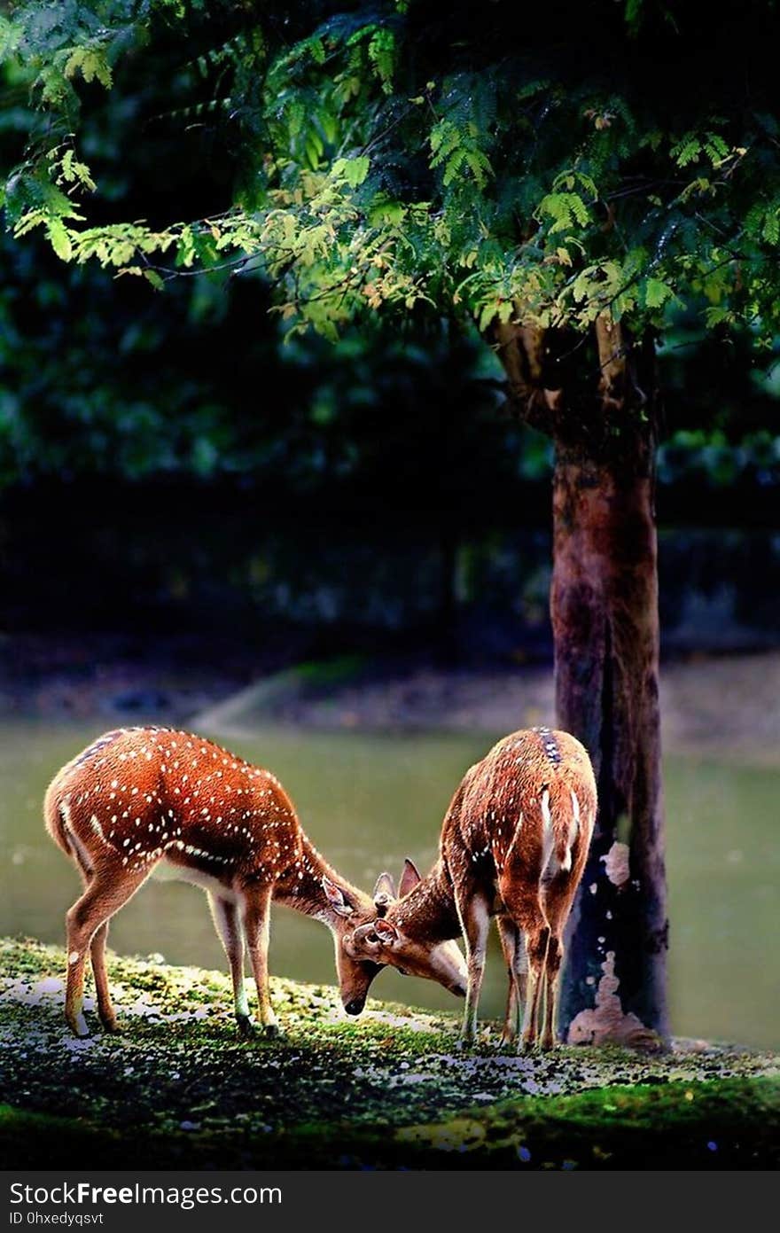 Two deer graze in a forest.