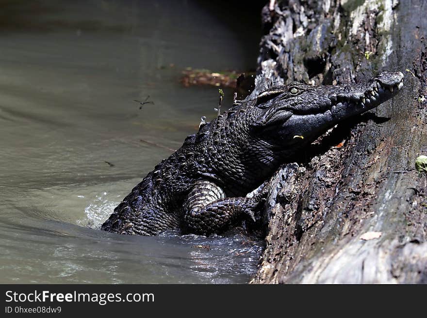 暹罗鳄 Siamese crocodile &#x28;Crocodylus siamensis&#x29;，暹罗鳄全球野生种群数量不到1,000只成熟个体，1996年被国际自 然保护联盟&#x28;IUCN&#x29;列为极危。