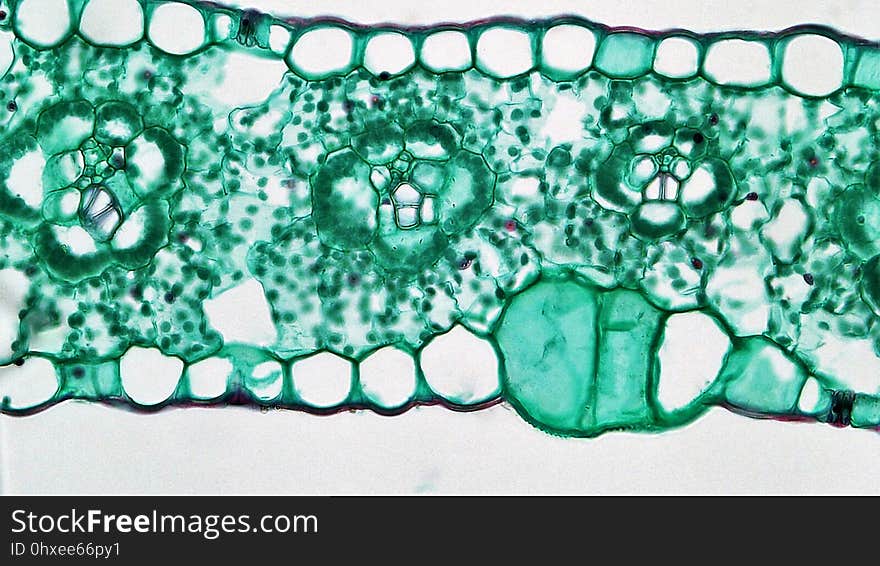 cross section:Zea leaf common name: corn magnification: 400x The iso-bilateral leaf of Zea is typical of most monocots. Both upper and lower epidermis are uniseriate and well cutinized. Within the upper, or adaxial, epidermis, large white bulliform cells shrink, allowing the leaf to roll during drought. Stomata are present on both surfaces with guard cells perched above small round substomatal chambers. As with most monocots the mesophyll is unspecialized, being composed of compactly arranged somewhat round chlorenchyma cells. Numerous small and occasionally large vascular bundles are arranged in parallel series along the length of the leaf. The vascular bundles are collateral and closed with xylem of vessels and tracheids towards the adaxial surface and phloem of sieve tubes and companion cells towards the abaxial surface. Cambium is not present. Within each bundle a xylem of two oval metaxylem and a single large protoxylem cavity can be seen. Each vascular bundle is wraped by a bundle sheath of thin walled parenchyma cells. Larger bundles are supported towards both surfaces by masses of sclerenchyma that interrupt the mesophyll to form a patchy hypodermis. cross section:Zea leaf common name: corn magnification: 400x The iso-bilateral leaf of Zea is typical of most monocots. Both upper and lower epidermis are uniseriate and well cutinized. Within the upper, or adaxial, epidermis, large white bulliform cells shrink, allowing the leaf to roll during drought. Stomata are present on both surfaces with guard cells perched above small round substomatal chambers. As with most monocots the mesophyll is unspecialized, being composed of compactly arranged somewhat round chlorenchyma cells. Numerous small and occasionally large vascular bundles are arranged in parallel series along the length of the leaf. The vascular bundles are collateral and closed with xylem of vessels and tracheids towards the adaxial surface and phloem of sieve tubes and companion cells towards the abaxial surface. Cambium is not present. Within each bundle a xylem of two oval metaxylem and a single large protoxylem cavity can be seen. Each vascular bundle is wraped by a bundle sheath of thin walled parenchyma cells. Larger bundles are supported towards both surfaces by masses of sclerenchyma that interrupt the mesophyll to form a patchy hypodermis.