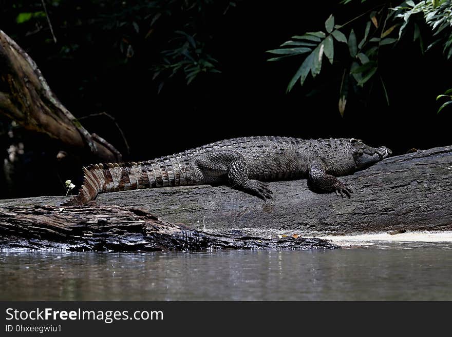 暹罗鳄 Siamese crocodile &#x28;Crocodylus siamensis&#x29;，暹罗鳄全球野生种群数量不到1,000只成熟个体，1996年被国际自 然保护联盟&#x28;IUCN&#x29;列为极危。. 暹罗鳄 Siamese crocodile &#x28;Crocodylus siamensis&#x29;，暹罗鳄全球野生种群数量不到1,000只成熟个体，1996年被国际自 然保护联盟&#x28;IUCN&#x29;列为极危。