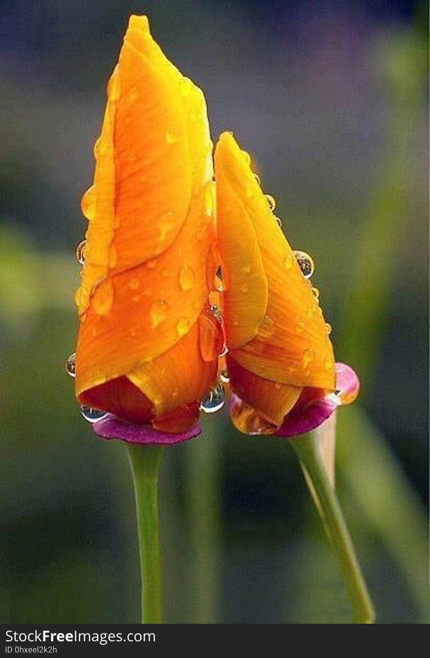 A pair of yellow Iris flower buds.