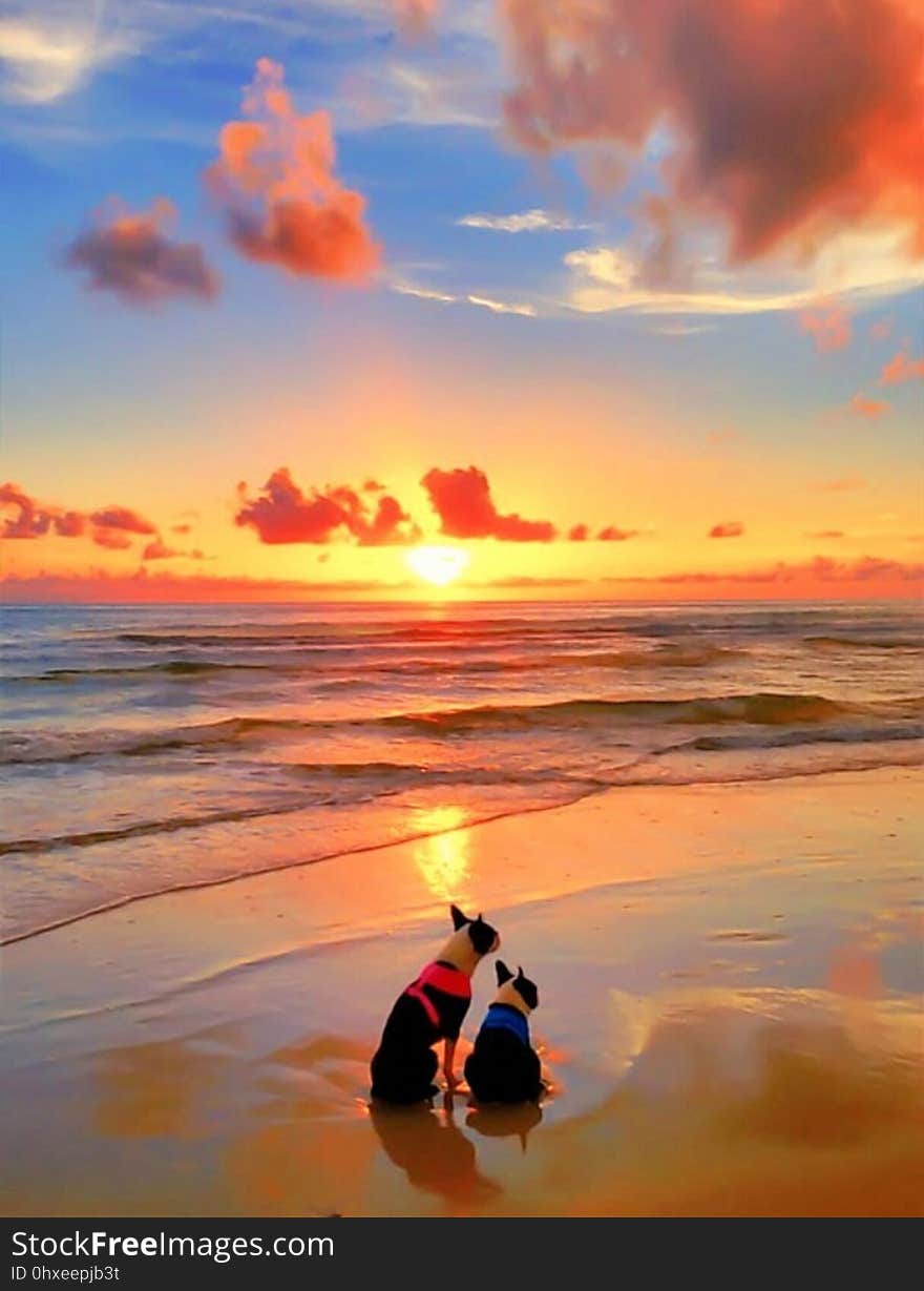 Rear view of two dogs sat together on beach during colorful orange sunset. Rear view of two dogs sat together on beach during colorful orange sunset.