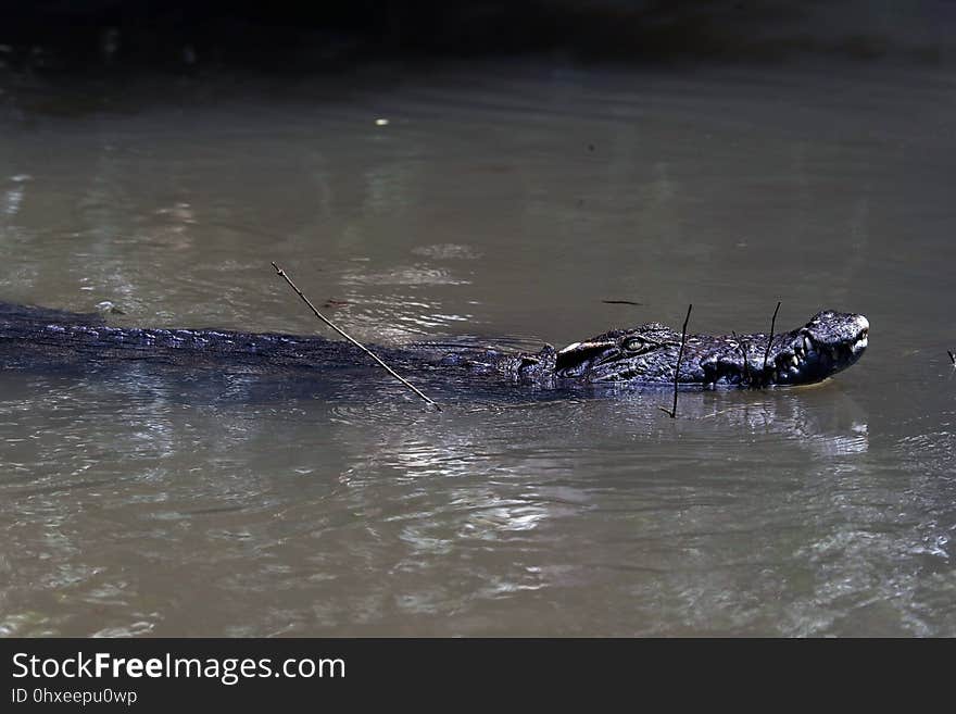 暹罗鳄 Siamese crocodile &#x28;Crocodylus siamensis&#x29;，暹罗鳄全球野生种群数量不到1,000只成熟个体，1996年被国际自 然保护联盟&#x28;IUCN&#x29;列为极危。