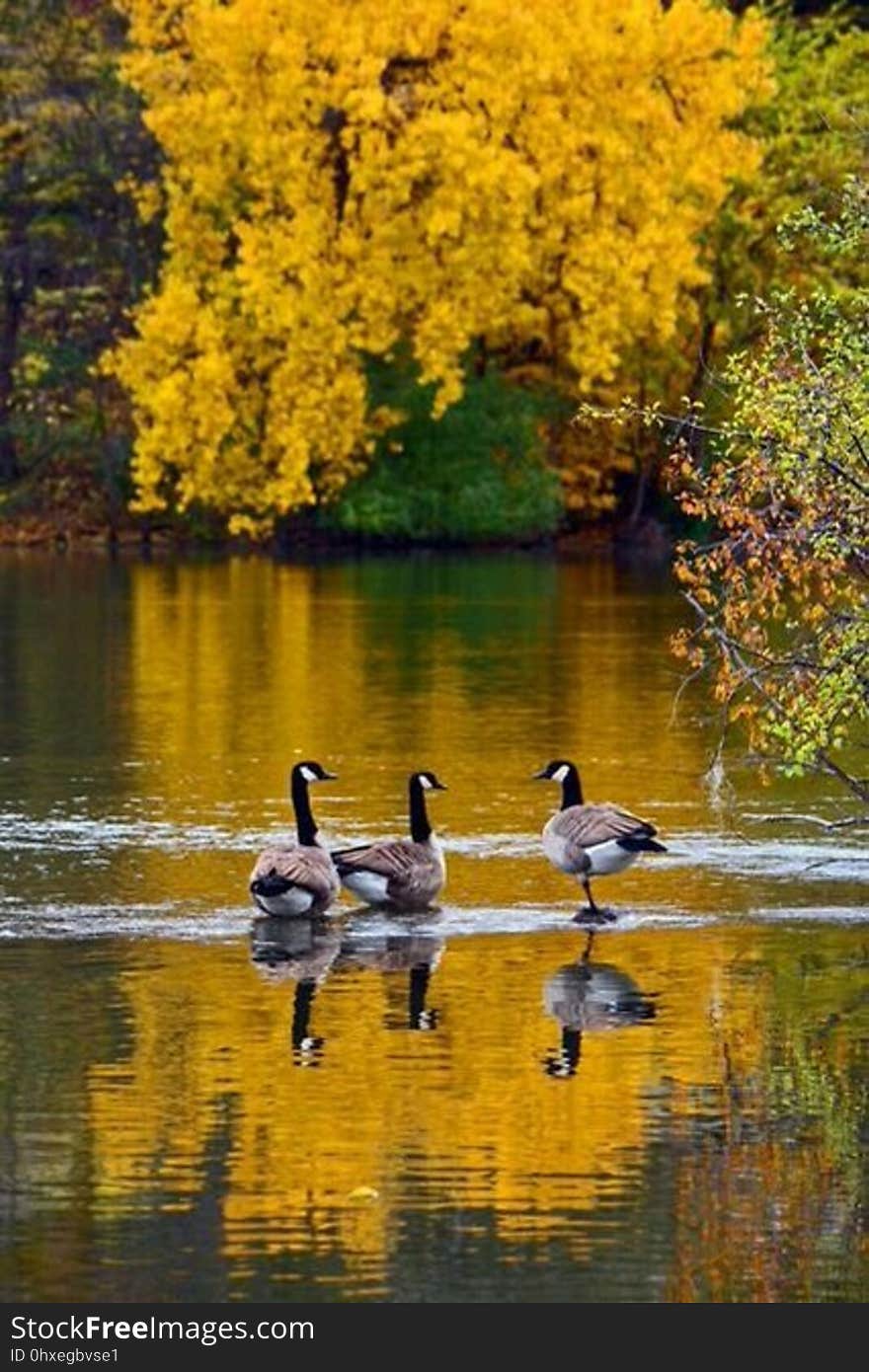 Three Canada geese in shallow river with Forsythia in full blossom on far bank reflecting in the tranquil waters.