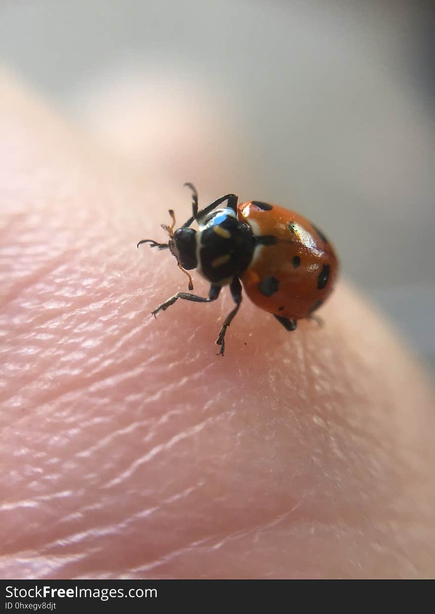 Macro-fotografía de mariquita.