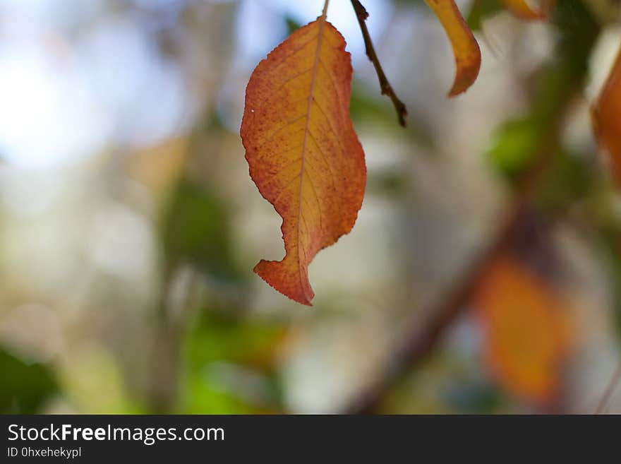 Branch, Twig, Amber, Natural landscape, Plant, Wood