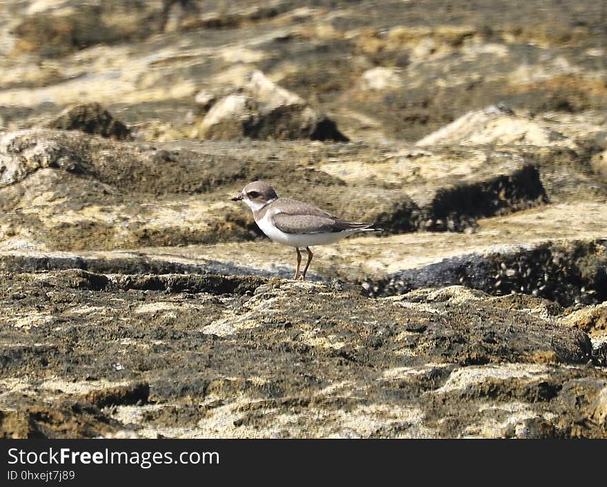 SEMIPALMATED PLOVER &#x28;9-2-2017&#x29; kaloko-honokohau nat historic park, kona area, hawai&#x27;i co, hawaii -02