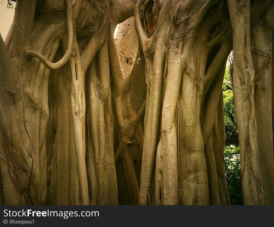 Tree, Woody Plant, Trunk, Wood