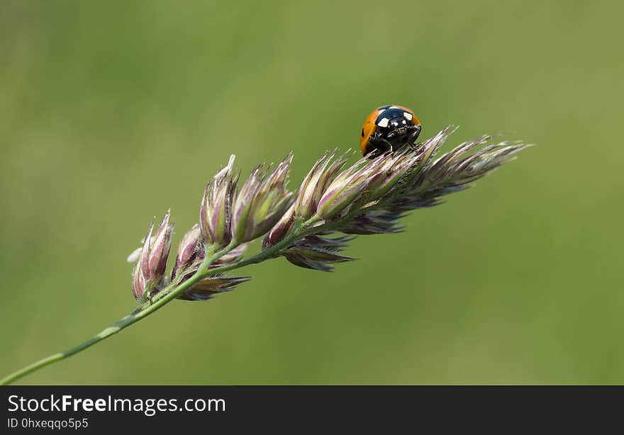 Insect, Macro Photography, Invertebrate, Membrane Winged Insect