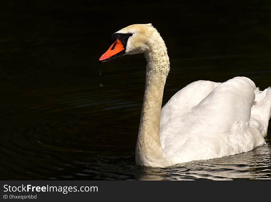 Swan, Water Bird, Bird, Ducks Geese And Swans