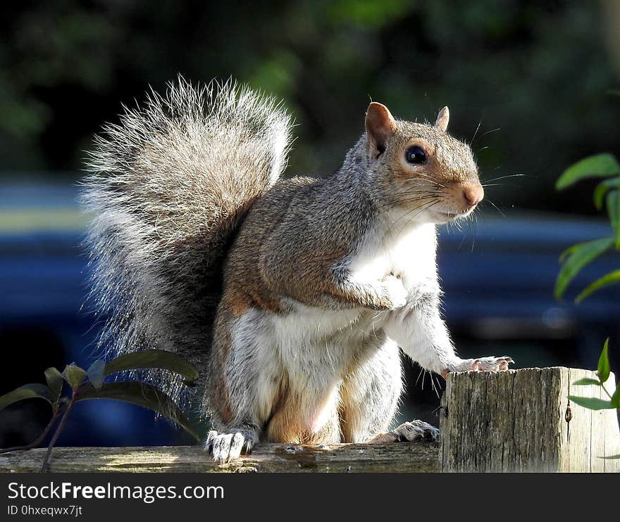 Squirrel, Fauna, Mammal, Wildlife