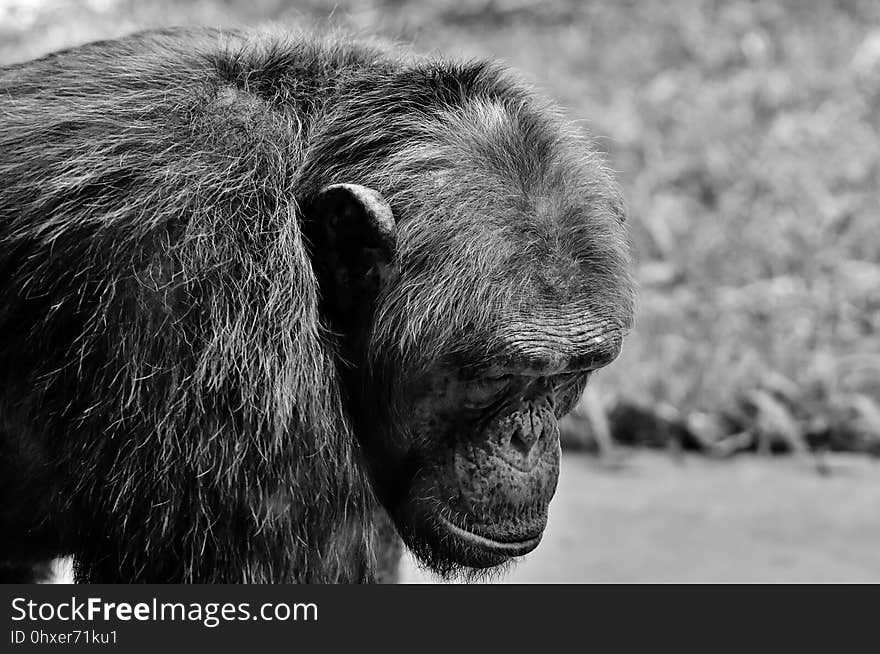 Black, Wildlife, Black And White, Fauna