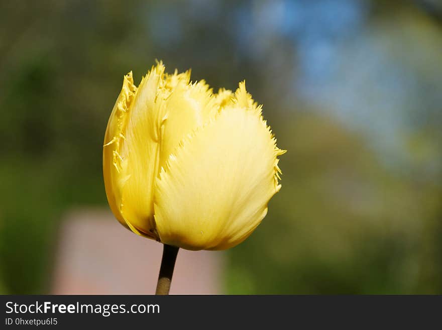 Flower, Yellow, Plant, Tulip