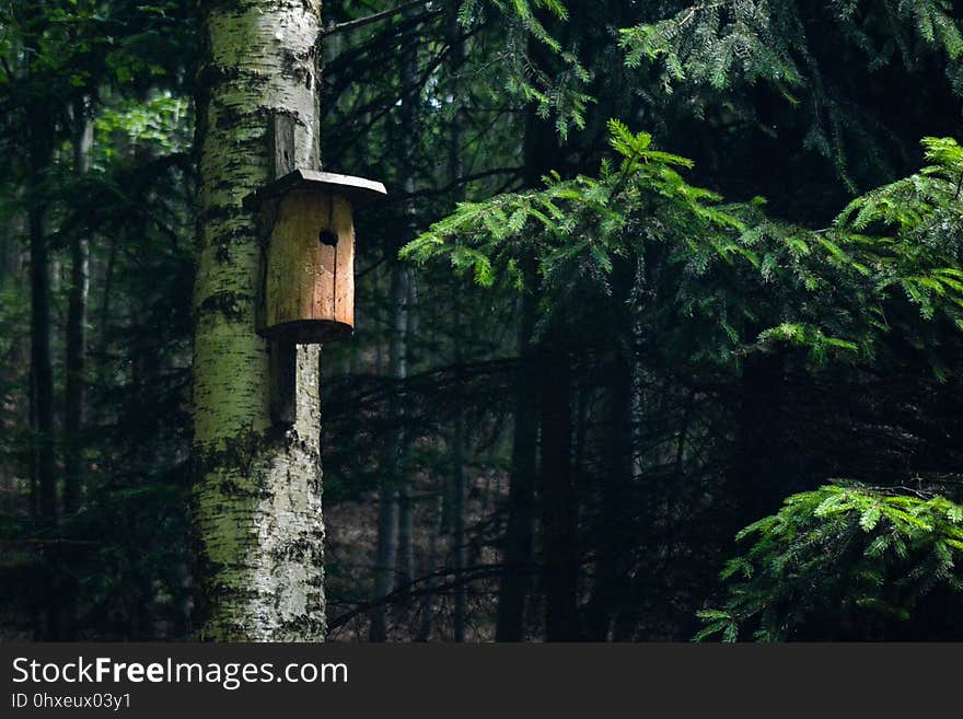 Nature Reserve, Forest, Vegetation, Old Growth Forest