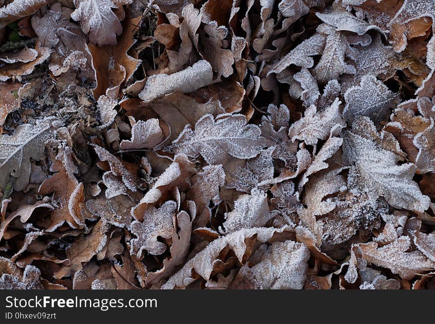 Leaf, Frost, Wood, Scrap