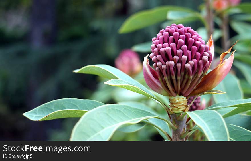 Plant, Flora, Vegetation, Flower