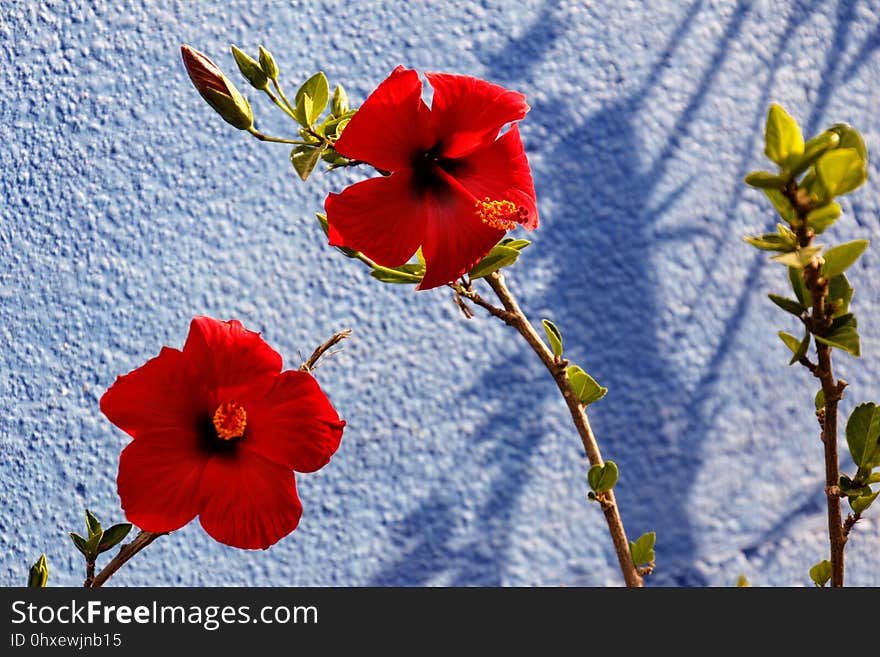 Flower, Red, Flowering Plant, Plant