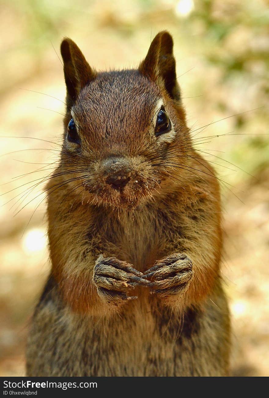 Squirrel, Mammal, Fauna, Whiskers