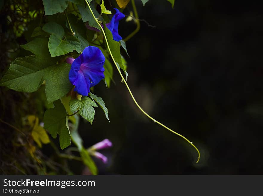 Flower, Flora, Plant, Violet