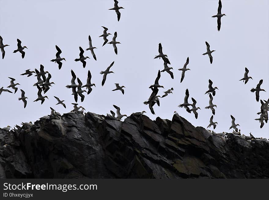 Bird, Sky, Flock, Animal Migration